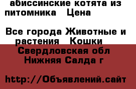 абиссинские котята из питомника › Цена ­ 15 000 - Все города Животные и растения » Кошки   . Свердловская обл.,Нижняя Салда г.